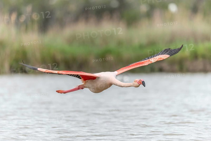 Flamingos (Phoenicopterus roseus) in flight from a pond. Saintes Maries de la Mer, Parc naturel regional de Camargue, Arles, Provence Alpes Cote d'Azur, France, Europe
