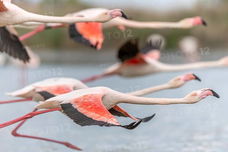 Flamingos (Phoenicopterus roseus) in flight from a pond. Saintes Maries de la Mer, Parc naturel regional de Camargue, Arles, Provence Alpes Cote d'Azur, France, Europe
