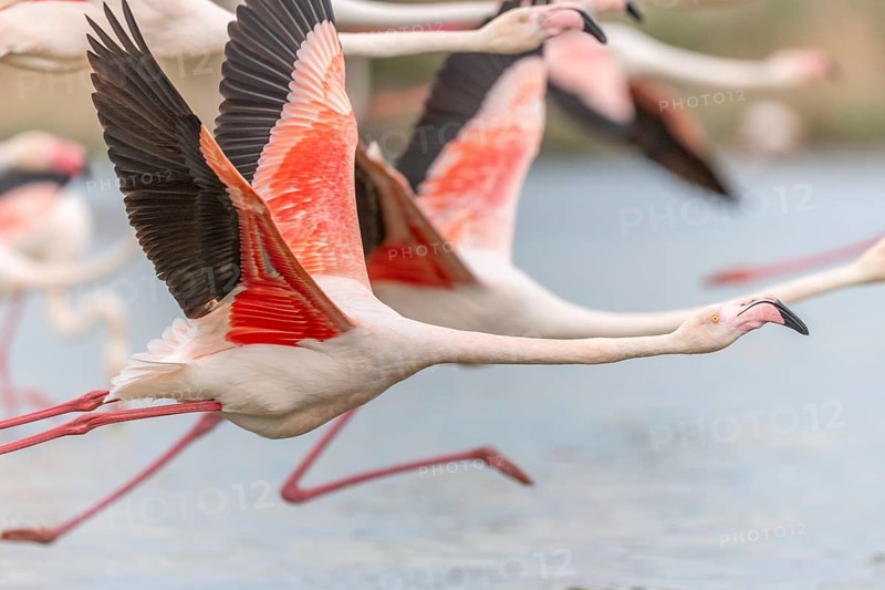 Flamingos (Phoenicopterus roseus) in flight from a pond. Saintes Maries de la Mer, Parc naturel regional de Camargue, Arles, Provence Alpes Cote d'Azur, France, Europe