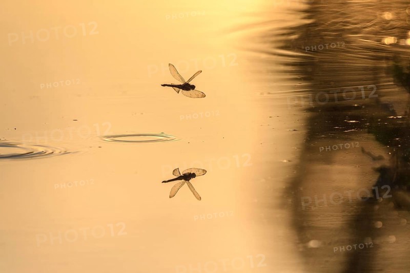 A dragon fly lays its eggs while hovering over the water of a moor. Bas Rhin, Alsace, France, Europe