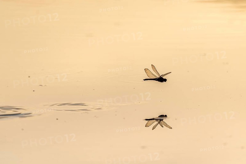 A dragon fly lays its eggs while hovering over the water of a moor. Bas Rhin, Alsace, France, Europe