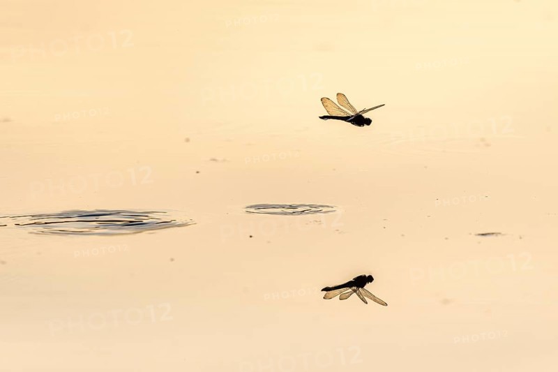 A dragon fly lays its eggs while hovering over the water of a moor. Bas Rhin, Alsace, France, Europe