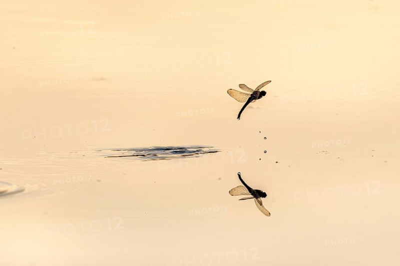 A dragon fly lays its eggs while hovering over the water of a moor. Bas Rhin, Alsace, France, Europe