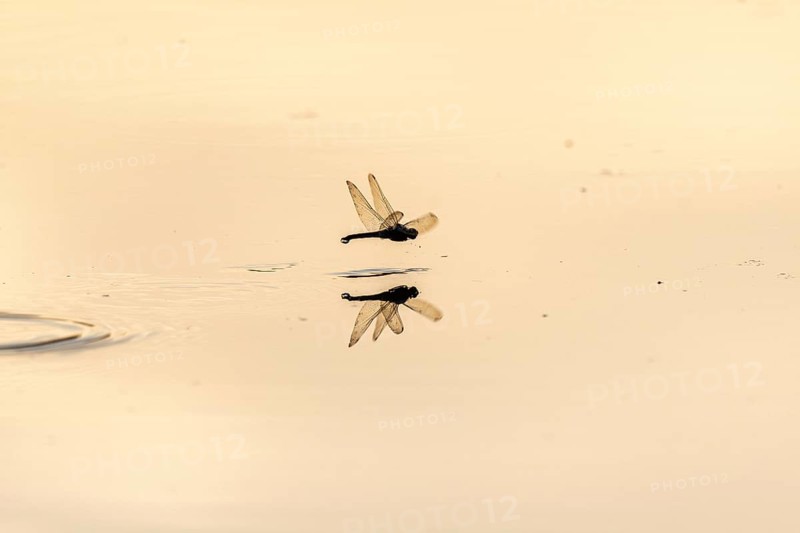 A dragon fly lays its eggs while hovering over the water of a moor. Bas Rhin, Alsace, France, Europe