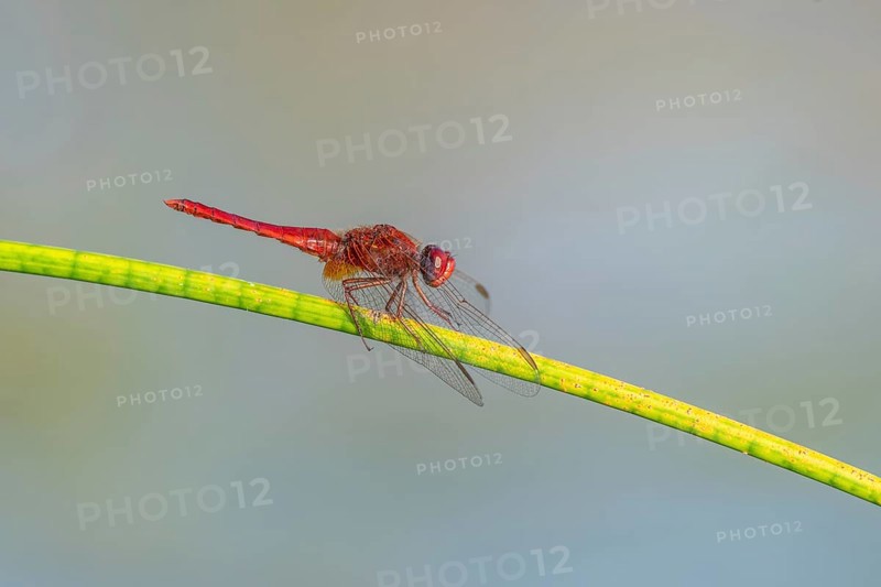 Male scarlet crocothemis (Crocothemis erythraea) perched on a rush stem. Bas Rhin, Alsace, France, Europe