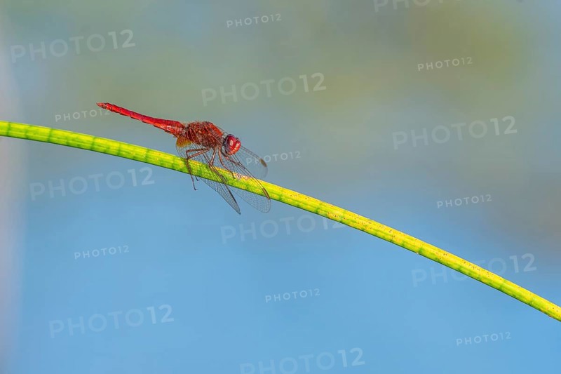 Male scarlet crocothemis (Crocothemis erythraea) perched on a rush stem. Bas Rhin, Alsace, France, Europe