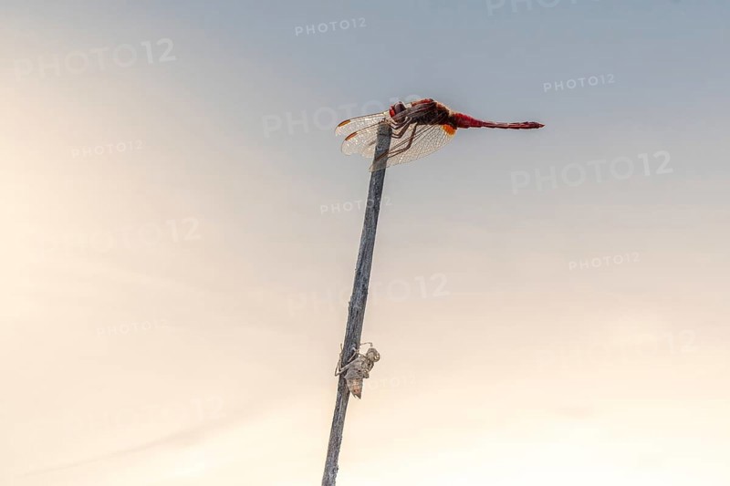 Male scarlet crocothemis (Crocothemis erythraea) perched on a reed stem. Bas Rhin, Alsace, France, Europe