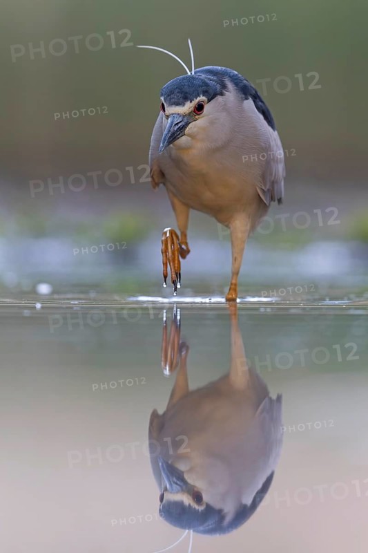 Black crowned night heron (Nycticorax nycticorax) portrait, in splendid plumage with decorative feathers, fishing, hunting, on the lookout, foraging, portrait, shallow water zone, shore area, hunting in reeds, Kiskunsag National Park, Hungary, Europe