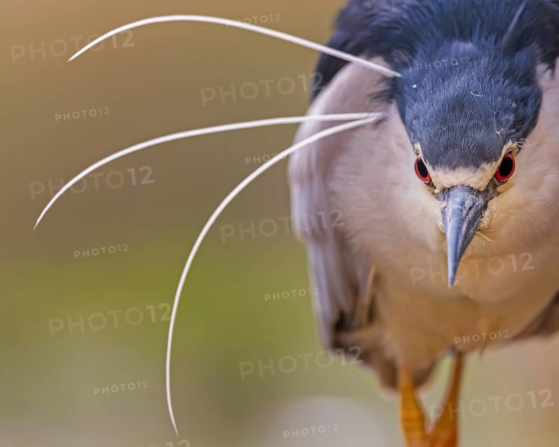 Black crowned night heron (Nycticorax nycticorax) portrait, in splendid plumage with decorative feathers, fishing, hunting, on the lookout, foraging, portrait, shallow water zone, shore area, hunting in reeds, Kiskunsag National Park, Hungary, Europe