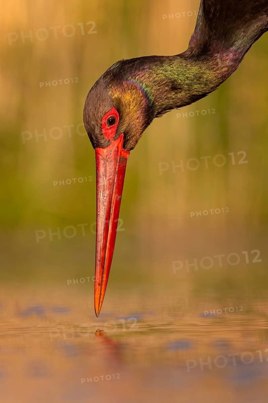 Black stork (Ciconia nigra) fishing, hunting, on the lookout, looking for food, with white fish as prey, portrait, shallow water zone, shore area, hunting in the reeds, Kiskunsag National Park, Hungary, Europe