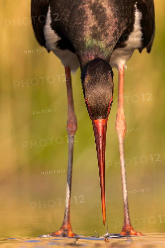 Black stork (Ciconia nigra) fishing, hunting, on the lookout, looking for food, with white fish as prey, portrait, shallow water zone, shore area, hunting in the reeds, Kiskunsag National Park, Hungary, Europe