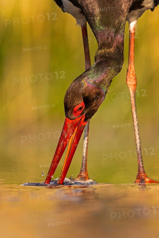 Black stork (Ciconia nigra) fishing, hunting, on the lookout, looking for food, with white fish as prey, portrait, shallow water zone, shore area, hunting in the reeds, Kiskunsag National Park, Hungary, Europe
