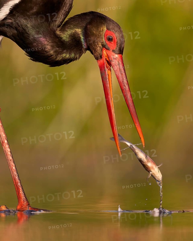 Black stork (Ciconia nigra) fishing, hunting, on the lookout, looking for food, with white fish as prey, portrait, shallow water zone, shore area, hunting in the reeds, Kiskunsag National Park, Hungary, Europe