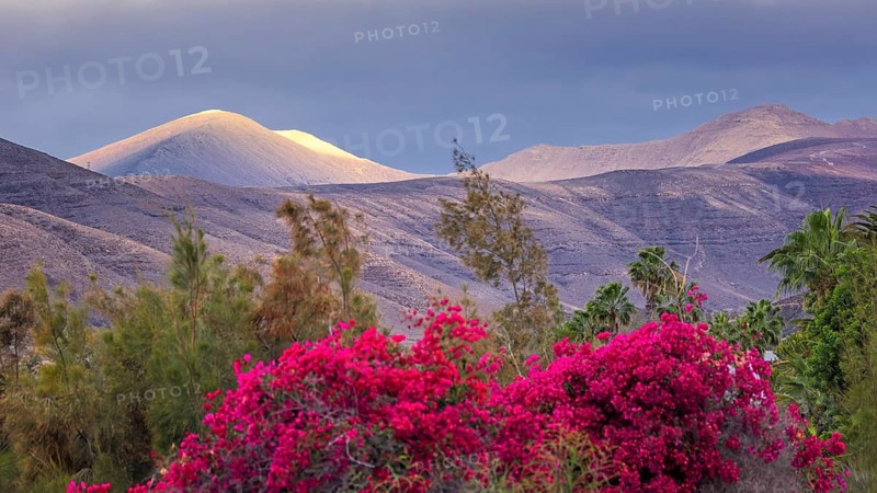 Destination Spain, travel, holiday, holiday, hiking, outdoor, activity, hilly valleys, volcanic landscape, Playa del Matorral, sea of flowers, relaxation, peace and nature, Fuerteventura, Spain, Europe
