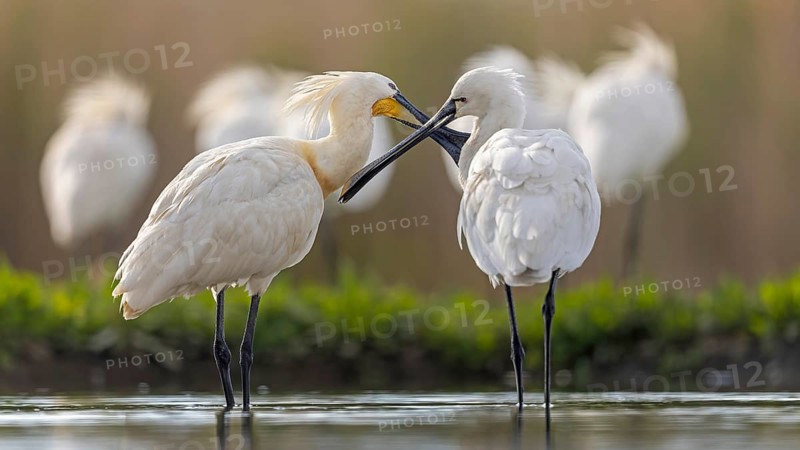 Eurasian spoonbill (Platalea leucorodia) also called spoonbill, interaction between two birds, pair, male, female, pair bonding, courtship ritual, preening each other, Kiskunsag National Park, Hungary, Europe