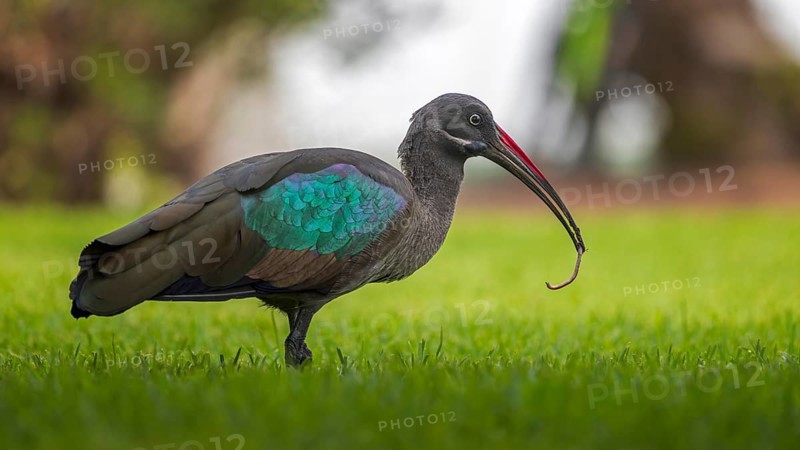 Hadada ibis (Bostrychia hagedash) Family of ibises and spoonbills, foraging, with captured earthworm as food, poking in the ground, habitat, Fuerteventura, Spain, Europe