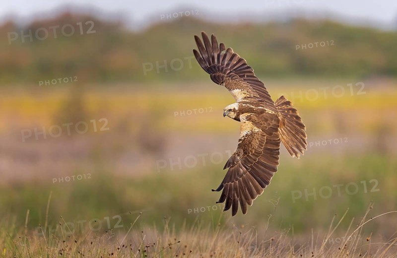 Western marsh-harrier (Circus aeruginosus) medium-sized bird of prey, female hunting over flowering meadow, looking for food, defending own territory, flying, wingspan, Toledo, Spain, Europe