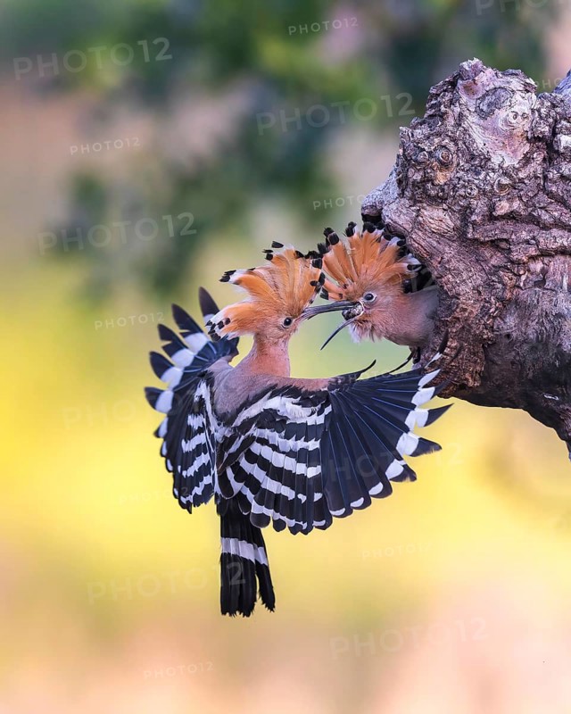 Hoopoe (Upupa epops) Bird of the Year 2022, male feeding young bird at the breeding den, approaching the breeding site, bonnet erected, with beetle larva as food or prey, sunrise, Middle Elbe Biosphere Reserve, Saxony-Anhalt, Germany, Europe