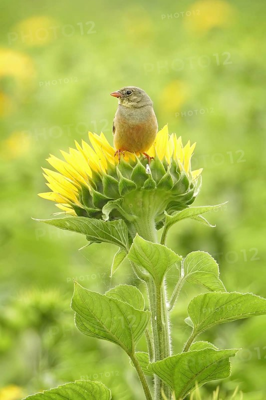 Ortolan bunting (Emberiza hortulana) Long-distance migrant, colourful and warmth-loving bird, protected species, sunflower field, singing on sunflower, Middle Elbe Biosphere Reserve, Saxony-Anhalt, Germany, Europe
