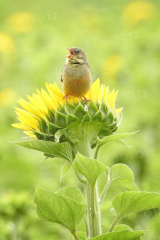 Ortolan bunting (Emberiza hortulana) Long-distance migrant, colourful and warmth-loving bird, protected species, sunflower field, singing on sunflower, Middle Elbe Biosphere Reserve, Saxony-Anhalt, Germany, Europe