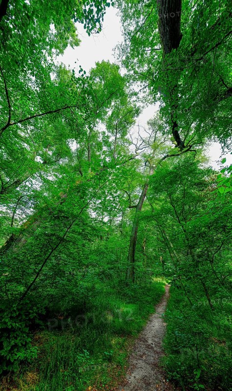 Trees in the Colbitz Linden Forest in the Colbitz-Letzlinger Heide, Colbitz, Saxony-Anhalt, Germany, Europe