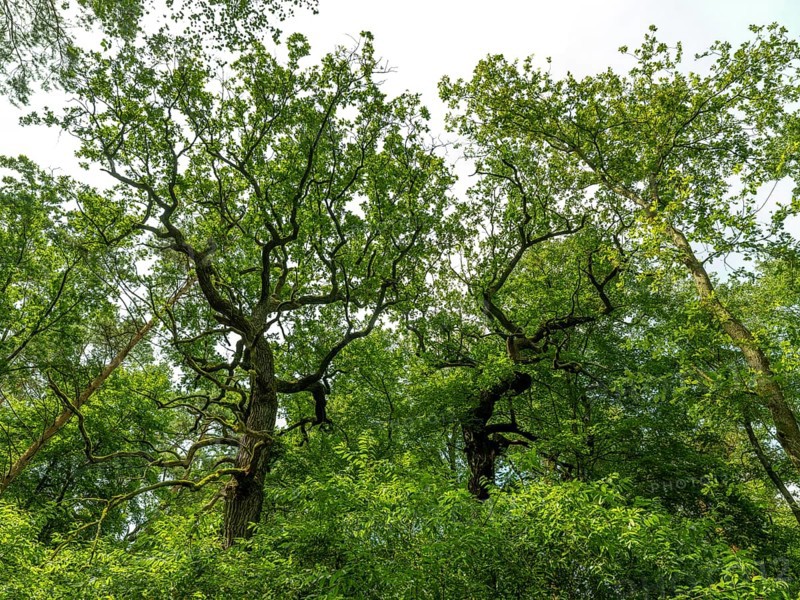 Trees in the Colbitz Linden Forest in the Colbitz-Letzlinger Heide, Colbitz, Saxony-Anhalt, Germany, Europe