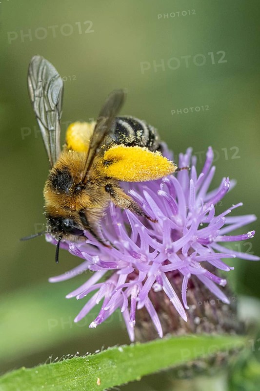 Pollen-laden honey bee (Apis mellifera), Emsland, Lower Saxony, Germany, Europe