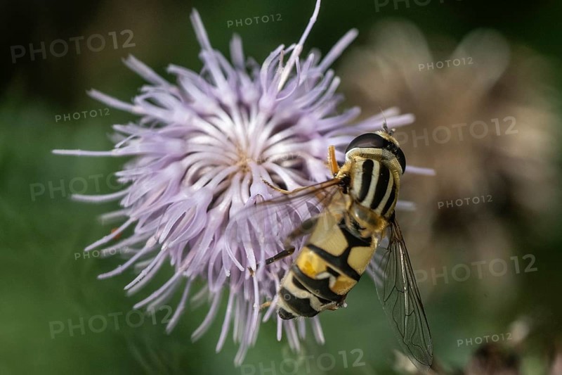 Large marsh hoverfly (Helophilus trivittatua), Emsland, Lower Saxony, Germany, Europe