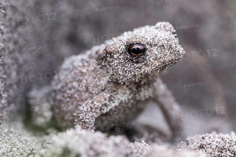 Young natterjack toad (Epidalea calamita), Emsland, Lower Saxony, Germany, Europe