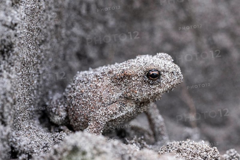 Young natterjack toad (Epidalea calamita), Emsland, Lower Saxony, Germany, Europe