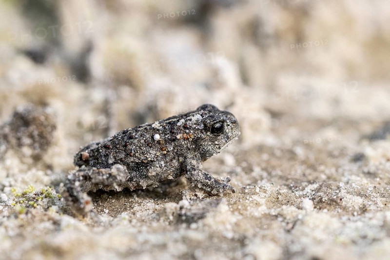 Young natterjack toad (Epidalea calamita), Emsland, Lower Saxony, Germany, Europe