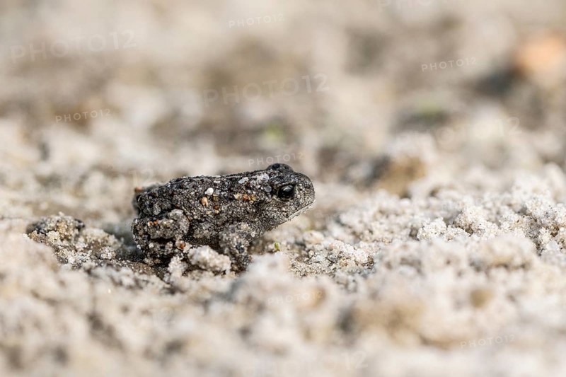 Young natterjack toad (Epidalea calamita), Emsland, Lower Saxony, Germany, Europe
