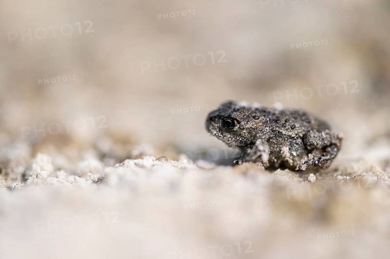 Young natterjack toad (Epidalea calamita), Emsland, Lower Saxony, Germany, Europe