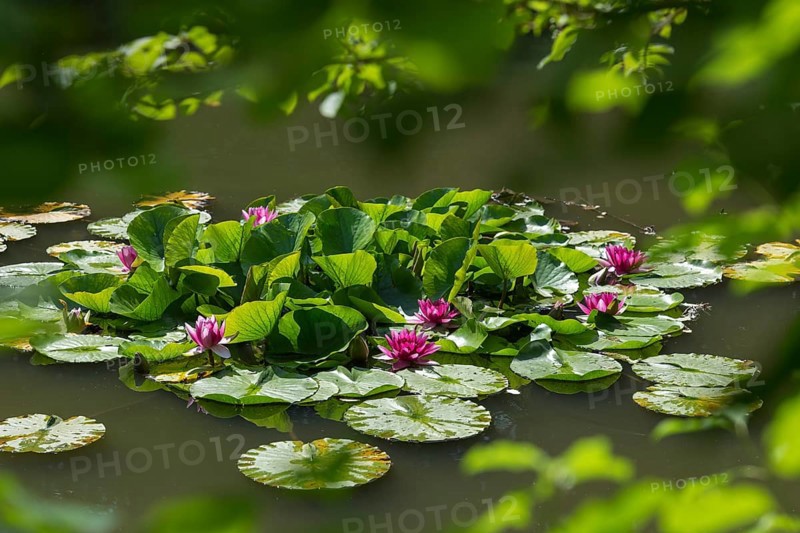 Water lilies (Nymphaea) in a rainwater retention basin in the vineyards that was created as a biotope, Pink water lily, red, Baden-Württemberg, Germany, Europe