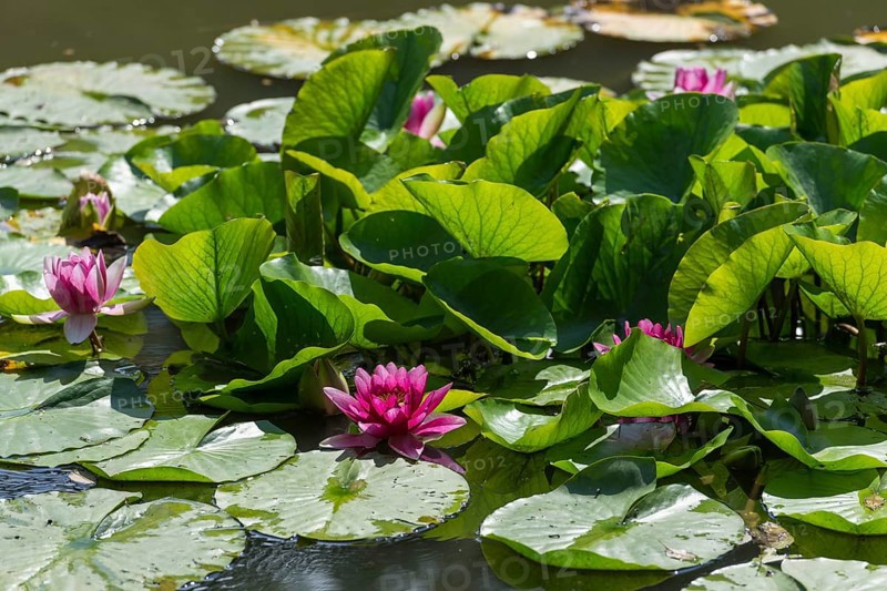 Water lilies (Nymphaea) in a rainwater retention basin in the vineyards that was created as a biotope, Pink water lily, red, Baden-Württemberg, Germany, Europe
