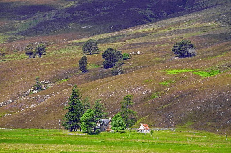 Single houses and trees on a hilly meadow, heath, Highlands, Braemar, Ballater, Scotland, Great Britain