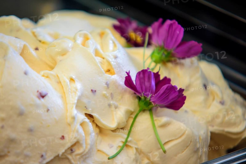 Creamy vanilla ice cream in a shop fridge, perfect for summer. White, pink, purple, yellow background. Dairy delight for ice cream lovers