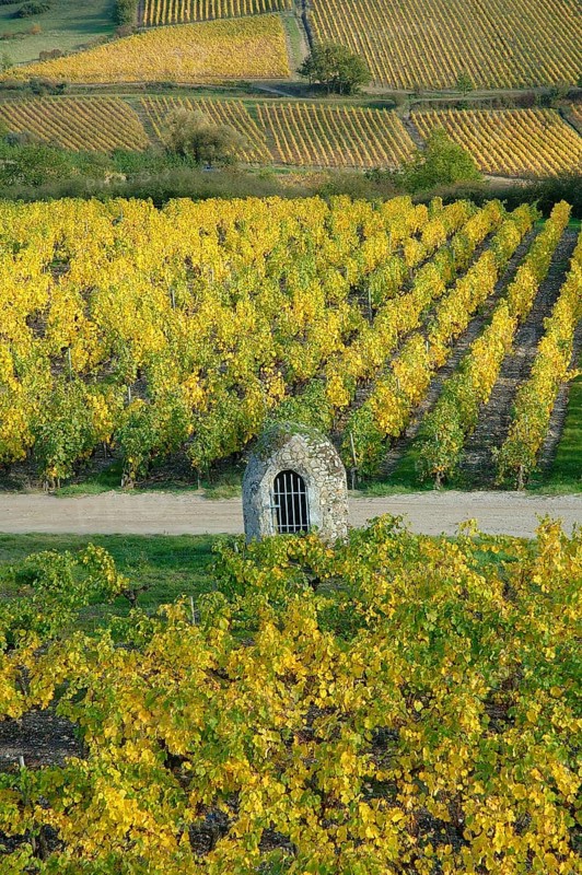 A scenic vineyard in autumn with rows of grapevines displaying vibrant yellow leaves and a small stone structure, Anjou coteaux du Layon