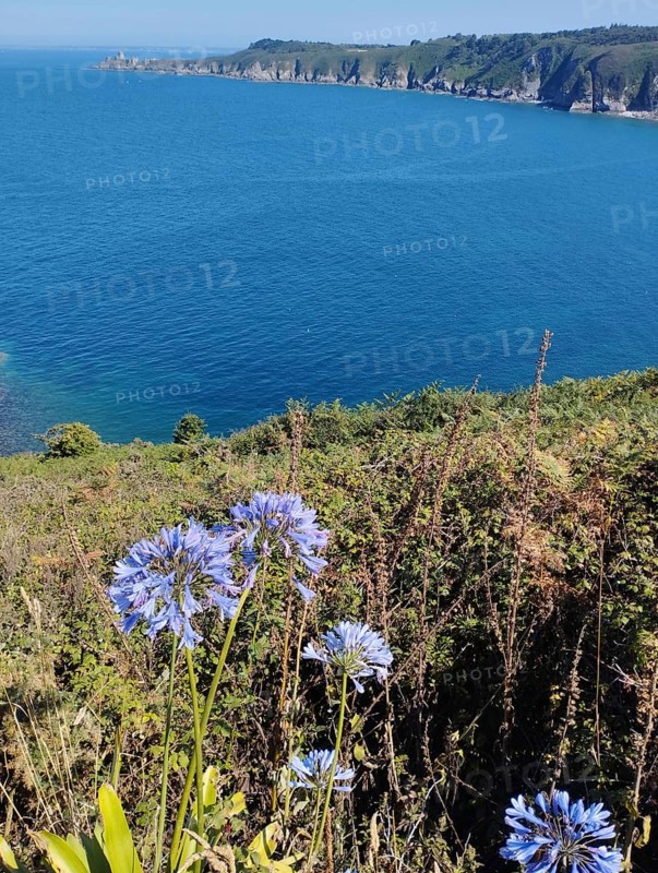 A scenic coastline with blue ocean waters, cliffs in the background, and purple flowers in the foreground, creating a peaceful and serene atmosphere, Cap Fréhel