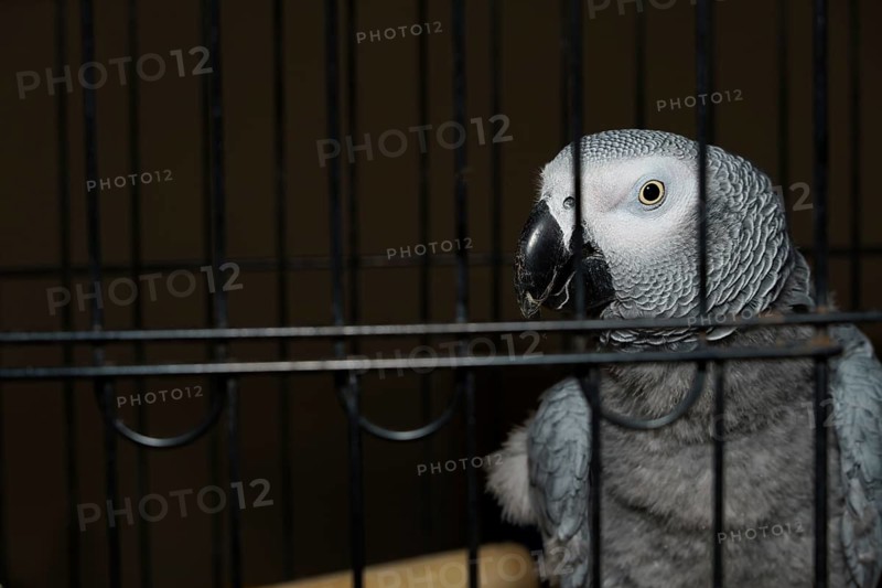 Parrot yaco Psittacus erithacus inside its cage looking curiously at the camera with a dark background