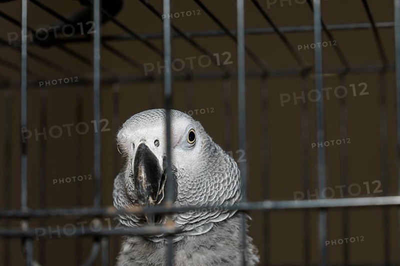 Parrot yaco Psittacus erithacus inside its cage looking curiously at the camera with a dark background