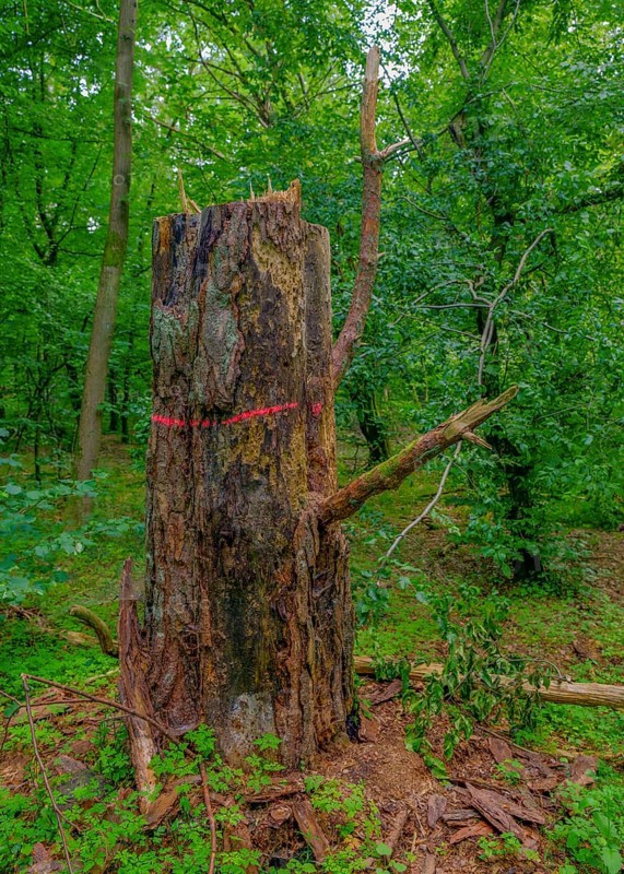 Tree stump in the Colbitz lime tree forest in the Colbitz-Letzlinger Heide, Colbitz, Saxony-Anhalt, Germany, Europe