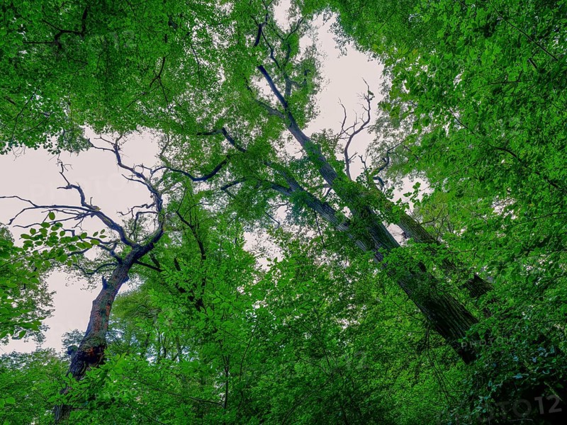 Trees in the Colbitz Linden Forest in the Colbitz-Letzlinger Heide, Colbitz, Saxony-Anhalt, Germany, Europe