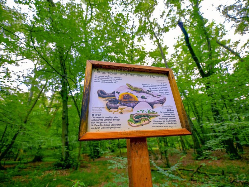 Information board on amphibians and reptiles in front of trees in the Colbitz lime forest in the Colbitz-Letzlinger Heide, Colbitz, Saxony-Anhalt, Germany, Europe