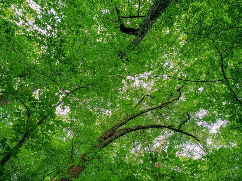 Trees in the Colbitz Linden Forest in the Colbitz-Letzlinger Heide, Colbitz, Saxony-Anhalt, Germany, Europe