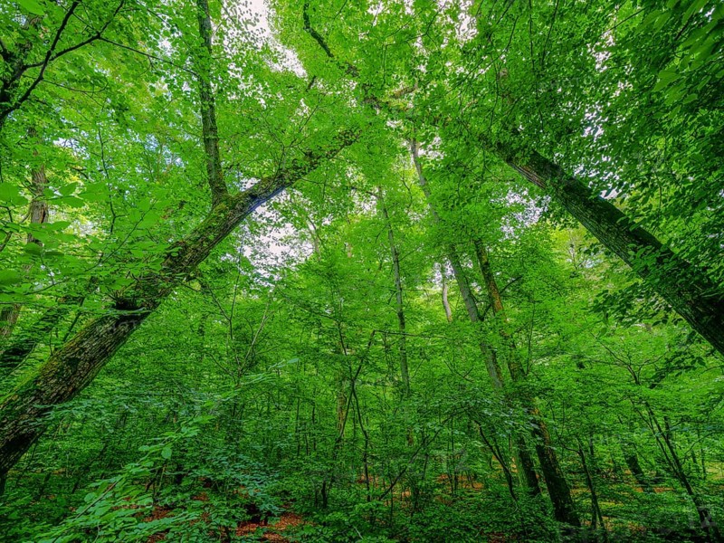 Trees in the Colbitz Linden Forest in the Colbitz-Letzlinger Heide, Colbitz, Saxony-Anhalt, Germany, Europe