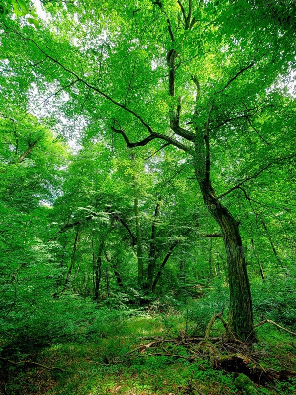 Trees in the Colbitz Linden Forest in the Colbitz-Letzlinger Heide, Colbitz, Saxony-Anhalt, Germany, Europe