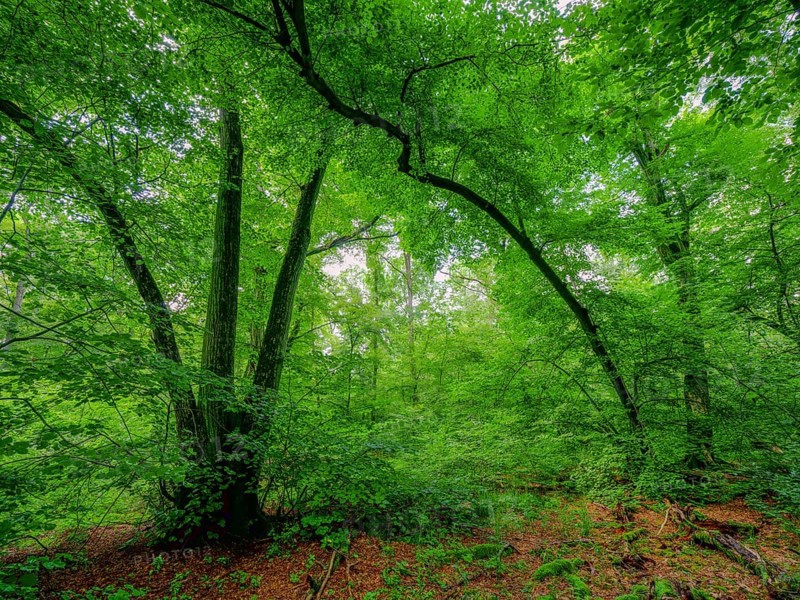 Trees in the Colbitz Linden Forest in the Colbitz-Letzlinger Heide, Colbitz, Saxony-Anhalt, Germany, Europe