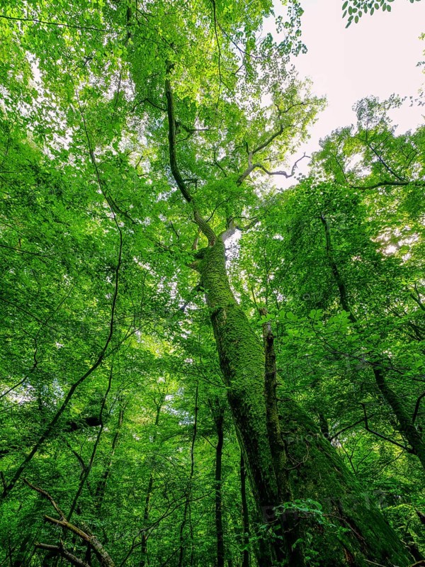 Trees in the Colbitz Linden Forest in the Colbitz-Letzlinger Heide, Colbitz, Saxony-Anhalt, Germany, Europe