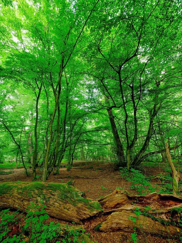 Trees in the Colbitz Linden Forest in the Colbitz-Letzlinger Heide, Colbitz, Saxony-Anhalt, Germany, Europe